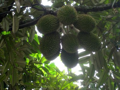 Durian Fruit