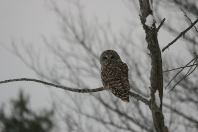 b. owl
