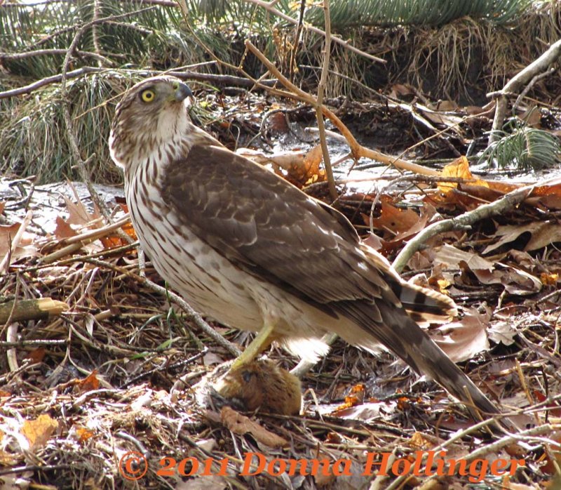 Cooper's Hawk Turning