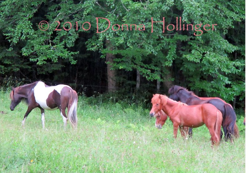 Painted Horse with 3 Pals