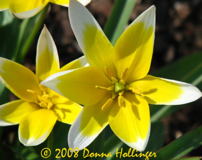 Tulipa tarda