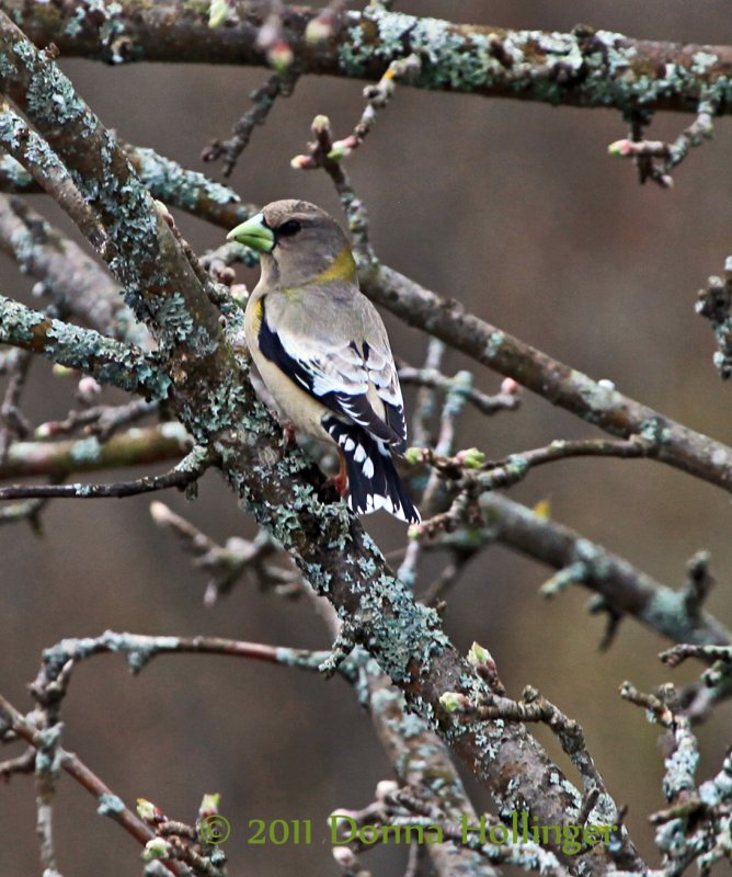 Female Evening Grosbeak