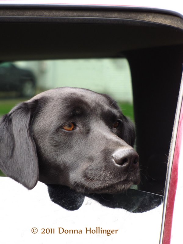 Maggie in the car