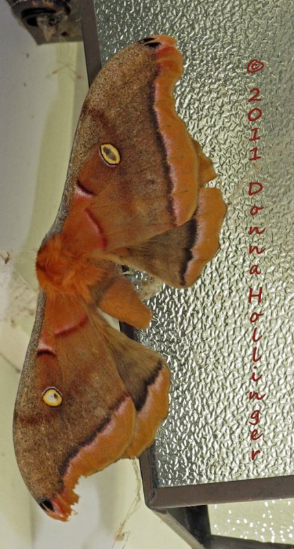 Polyphemous Moth