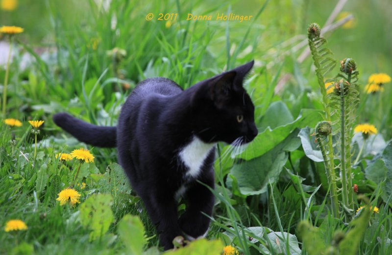 Rocky with Ostrich Fern