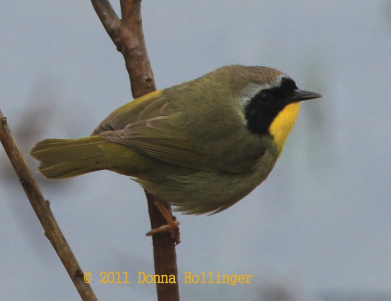 Common Yellowthroat Male