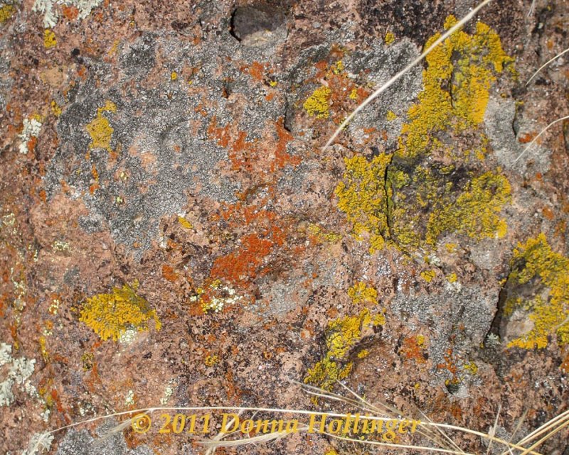 Lichen growing on the rock face