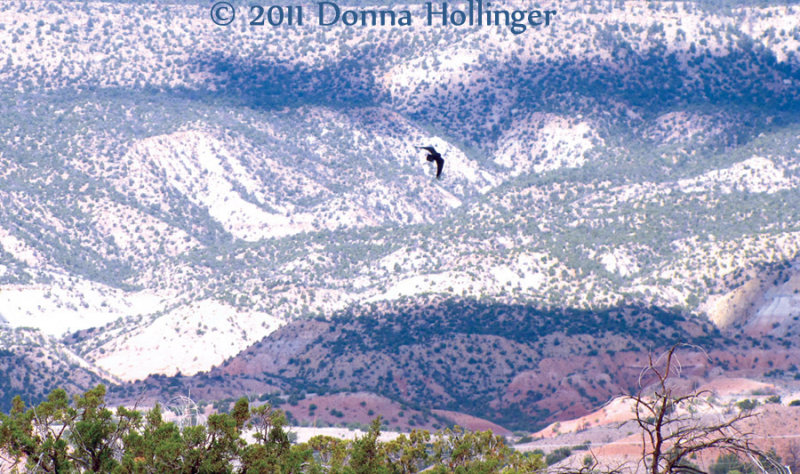 Raven inspecting us as we drove into Ghost Ranch