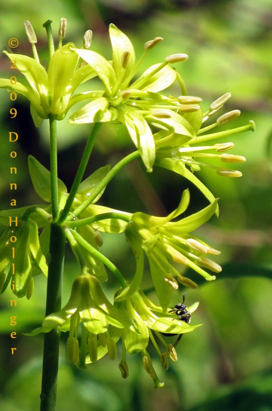 Green Flowers and the Ant