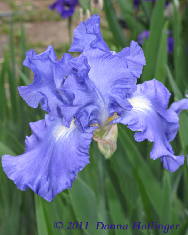 Lavender Iris