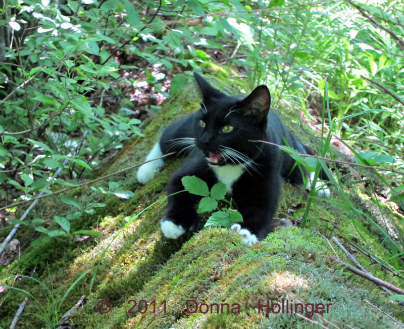 Even in the shade Rocky is panting