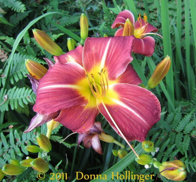 Fuschia Daylily