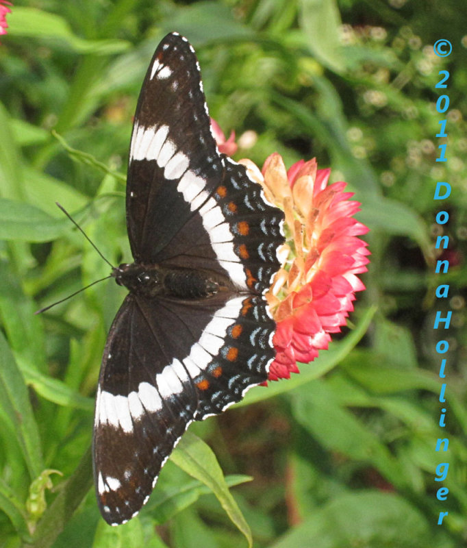 1m.Limentis.arthemis.0174.jpg