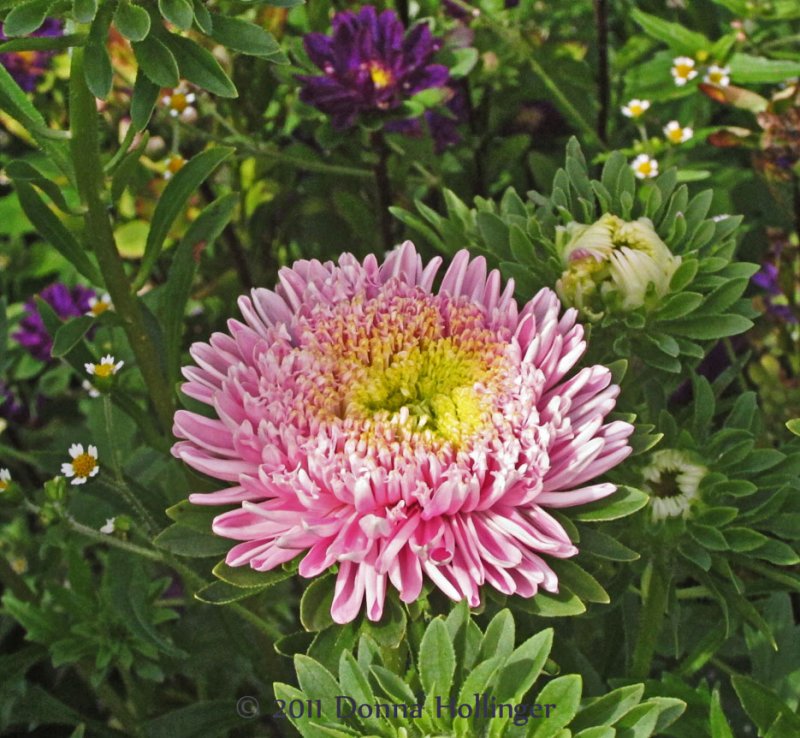 Chrysanthemum at Crossroads