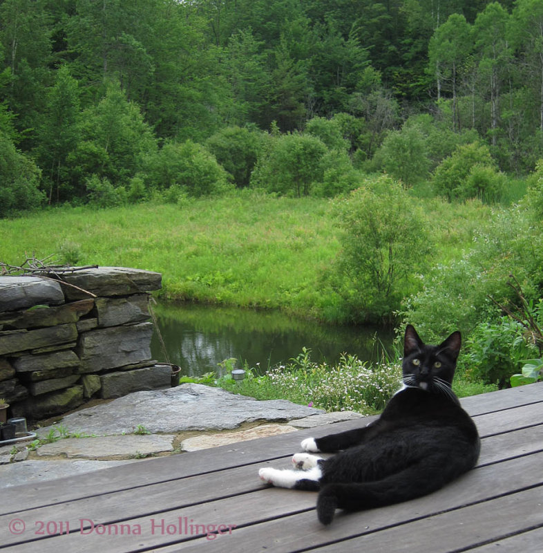 Rocky on the Deck