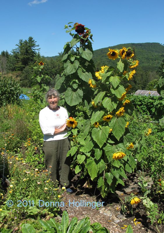 Anni and Her  Sunflowers