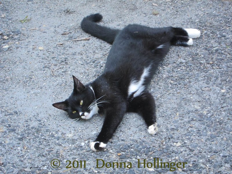 Jimi stretching out in the driveway