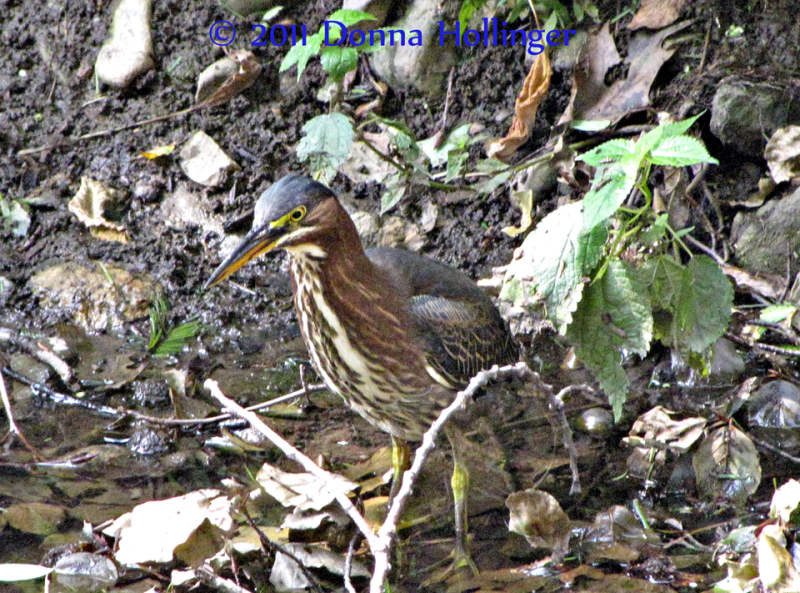 Night Heron in Spectacle Pond