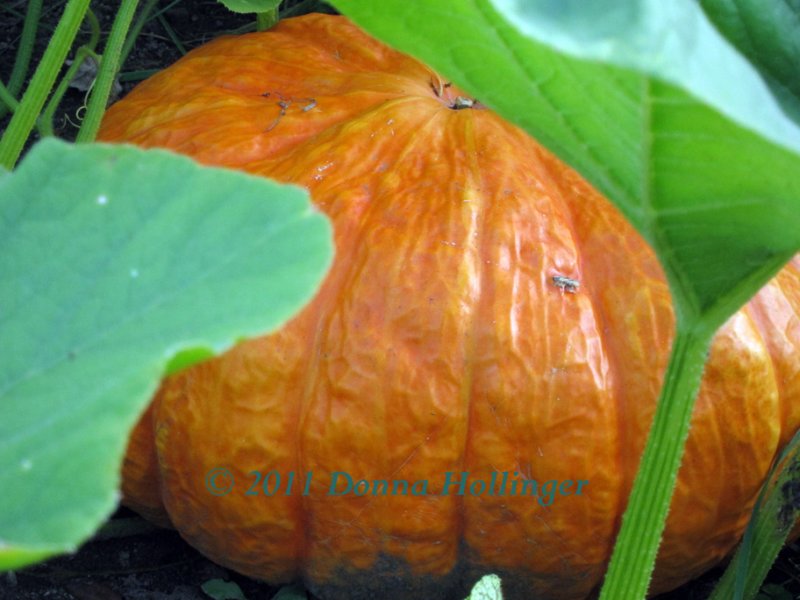 The Great Pumpkin in My Patch