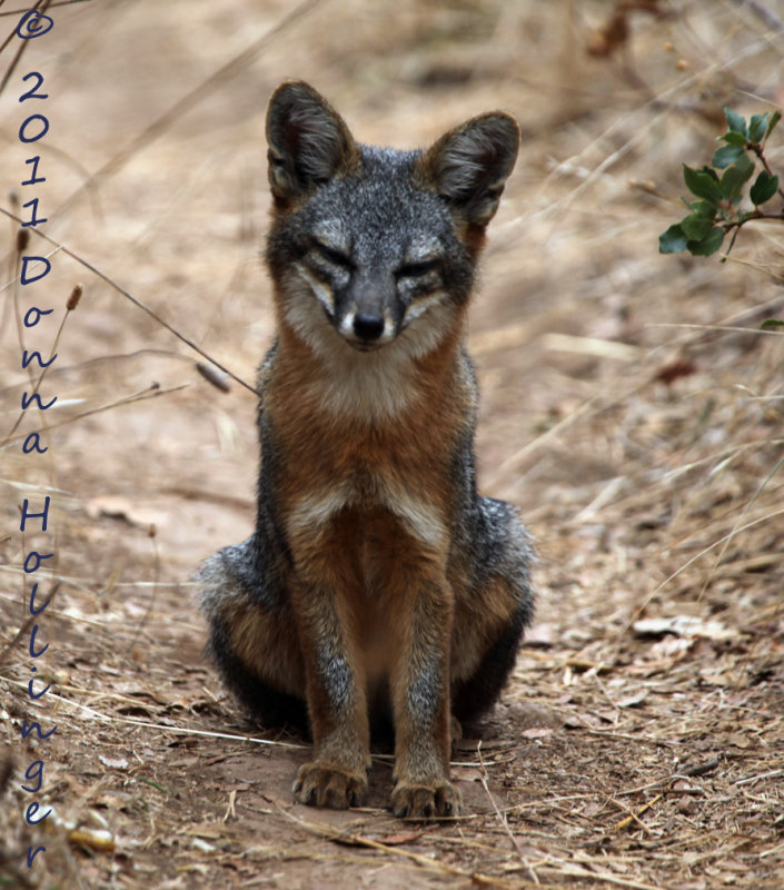 Sub-Species Santa Cruz Island Fox