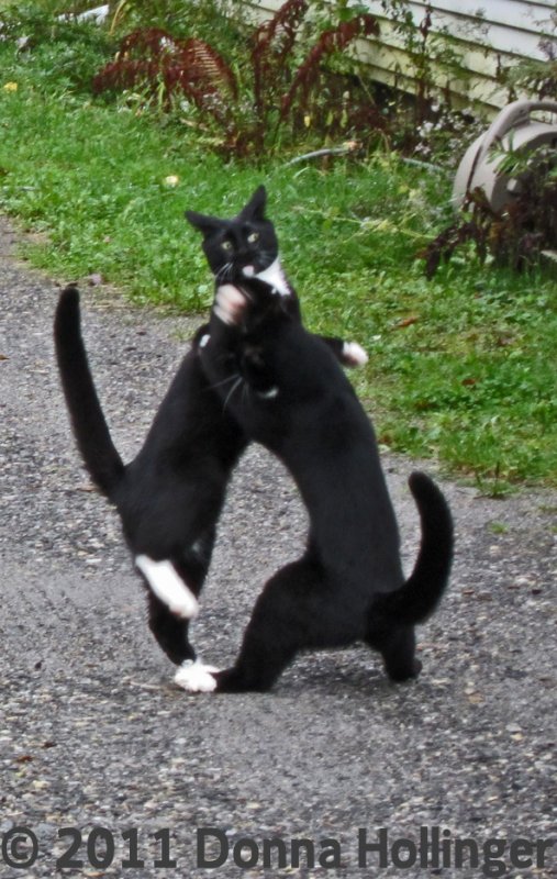 Cat Wrestling