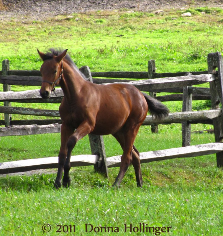 Feisty Colt Yesterday