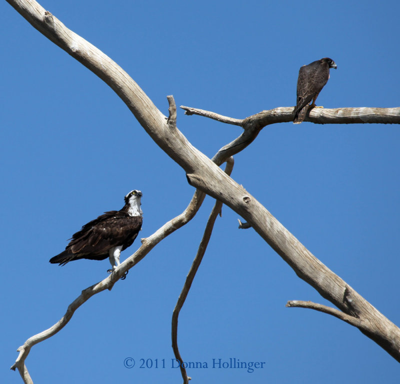 Osprey and a Falcon - Same Tree!