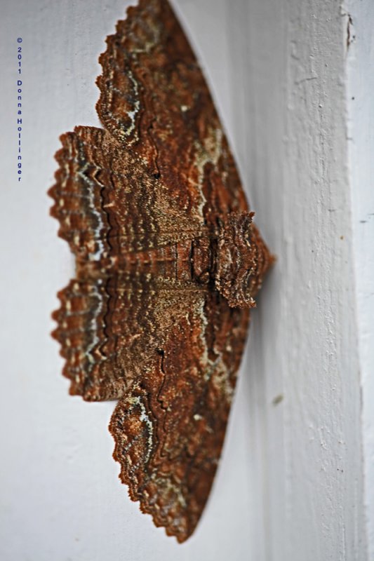 Zale Moth today on garage window