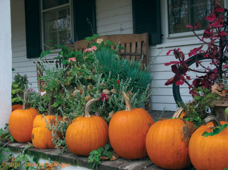 Pumpkins at the Mountain School