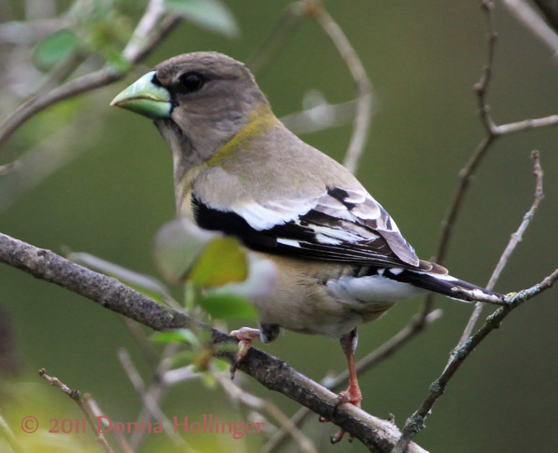 Female Evening Grosbeak