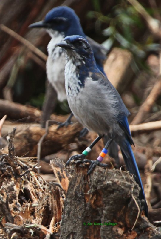 Two Scrub Jays one banded the other is not