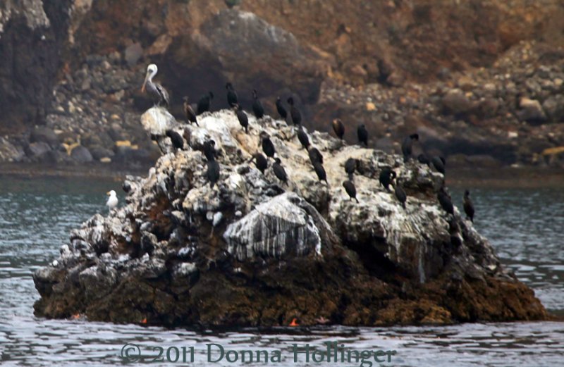 850.pelican.island.5490.jpg