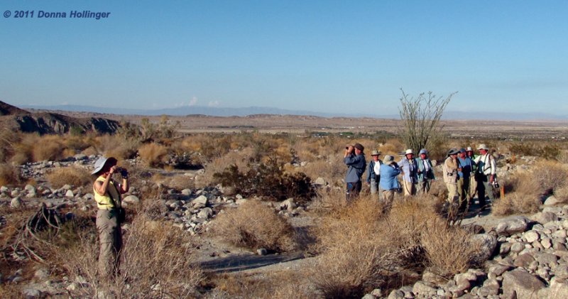 Looking for birds in the desert