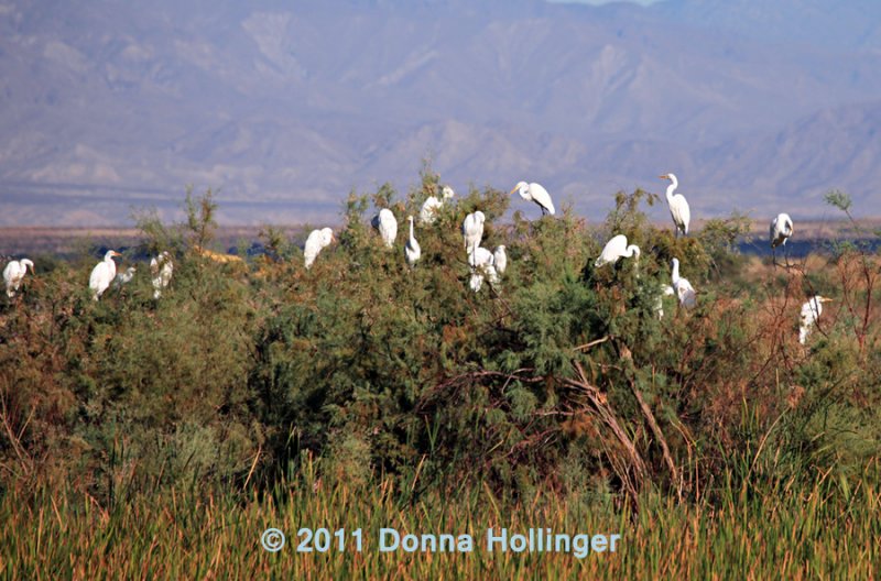Egrets Roost