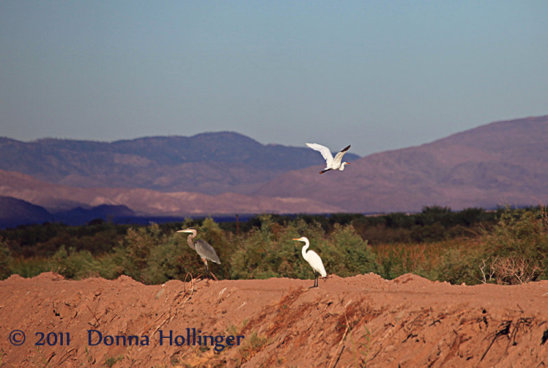 Great Blue Heron and Egret