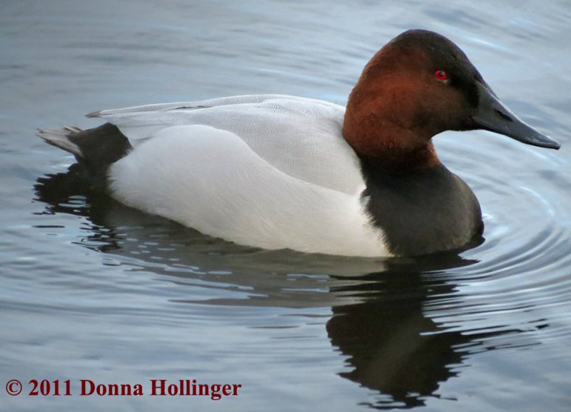 Male Canvasback Duck at Fresh Pond