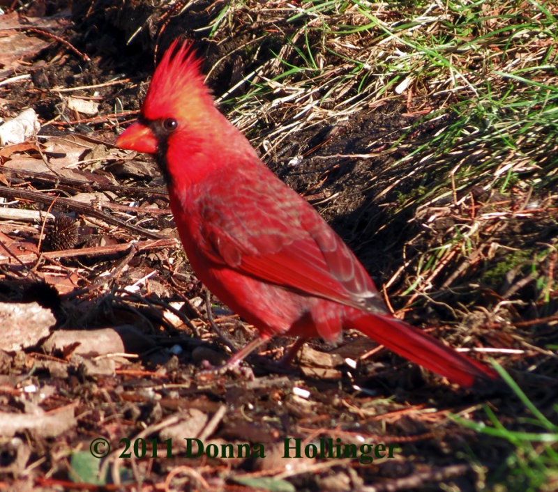 Male Cardinal