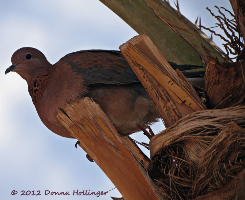 Laughing Dove
