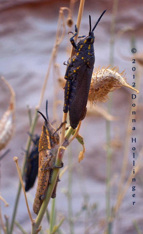 Two Locusts on Milkweed