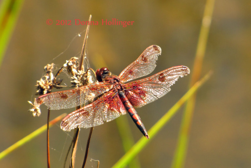 Beautiful but Beat up Dragonfly