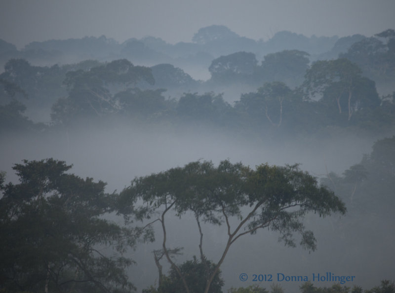 Amazon Basin - PreDawn Canopy