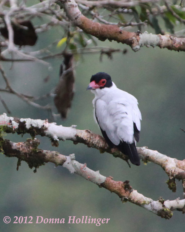 Black -Tailed Tityra