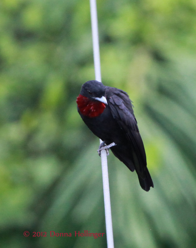 Purple-Throated Fruitcrow