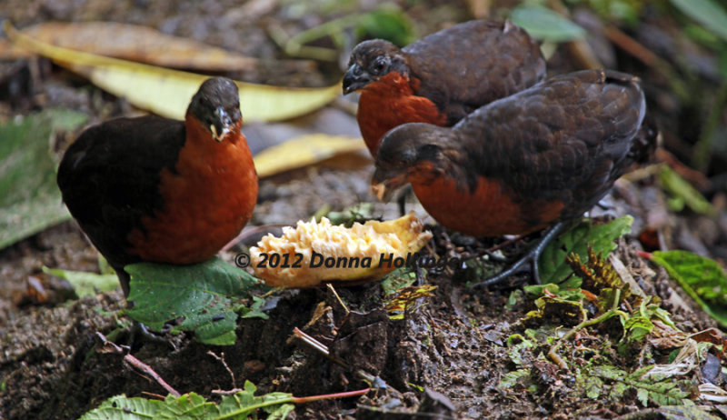 Dark-Backed Wood-Quail