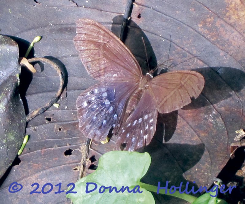 Butterfly in the Jungle