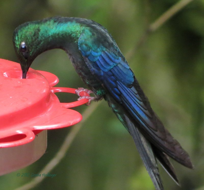 Great Sapphire Wing (Hummingbird)