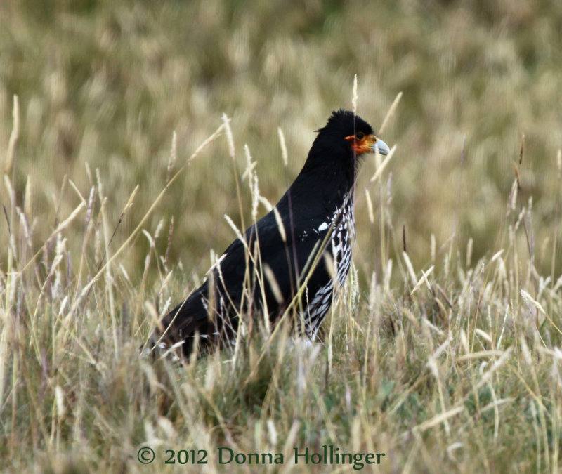 Carunculated Caracara