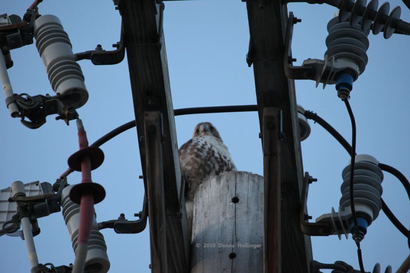 In the Hardware, Young Redtailed Hawk