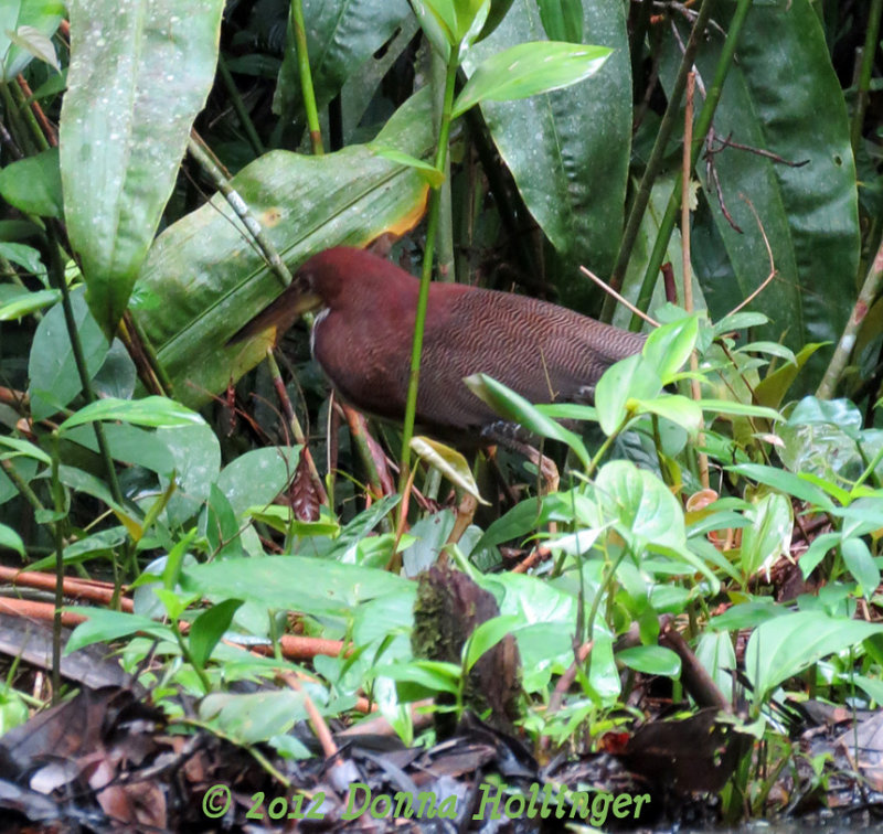 Rufescent Tiger-Heron