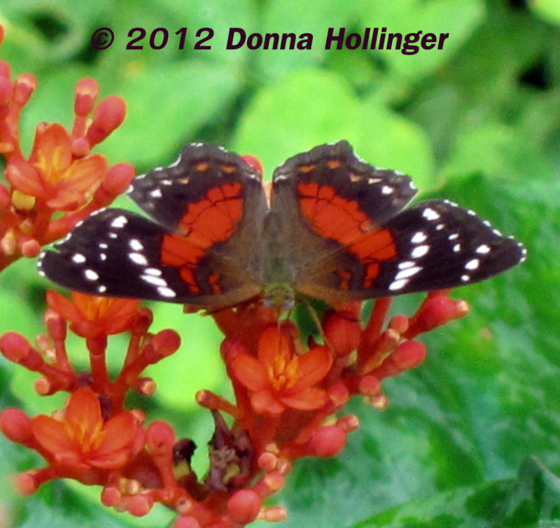 Red Peacock (Anartia amathea) 